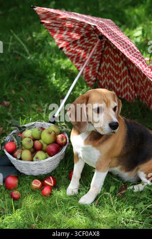 Chien Beagle avec parapluie rouge sur l'herbe verte dans le parc, photo d'animal de compagnie à l'extérieur Banque D'Images