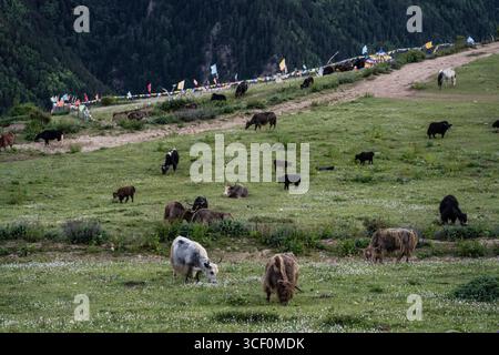 Troupeau de yaks de pâturage, Bos grunniens, village tibétain de Shuangdiao, ville de Siguniangshan, montagnes de Qionglai, préfecture autonome tibétaine de Ngawa et Qiang, Sichuan, Chine. Banque D'Images