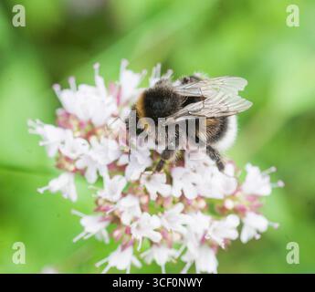 Mörk Jordhumla Bombus terrestris bourdon à queue buff Banque D'Images