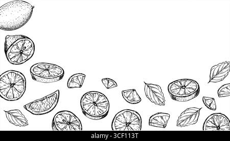 Tranches de citron et feuilles de menthe vecteur cadre rectangle isolé avec un espace vide pour le texte. Agrumes monochromes, herbes aromatiques gravant dessin. Illustration de Vecteur