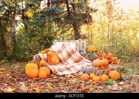 Jardin d'automne décoré avec citrouilles orange. Thanksgiving. Citrouilles d'Halloween près de la botte de foin. banc avec plaid dans le jardin. Détendez-vous en plein air en automne Banque D'Images