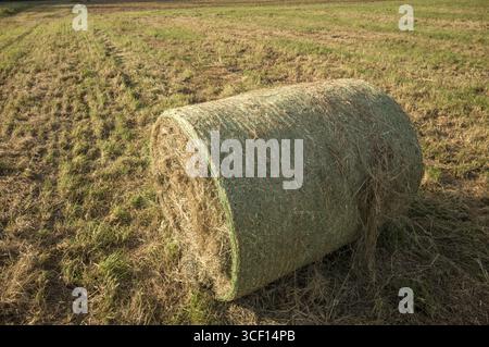 Grande balle ronde de foin enveloppée dans un filet assis dans un champ, représentant l'agriculture et les pratiques agricoles Banque D'Images