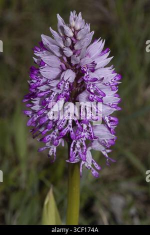 Inflorescence d'orchidées avec de nombreuses fleurs pourpres ouvertes, lac Neusiedl, Burgenland, Autriche Banque D'Images