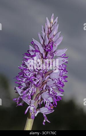 Inflorescence d'orchidées avec de nombreuses fleurs pourpres ouvertes devant un ciel bleu, lac Neusiedl, Burgenland, Autriche Banque D'Images