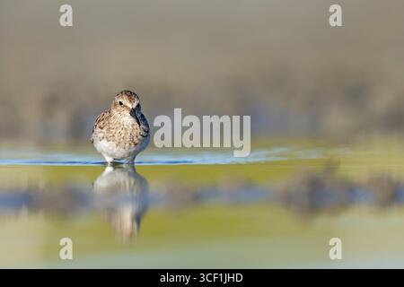 Un peu de piper de sable (Calidris minutilla) marchant et buvant sur une plage. Banque D'Images