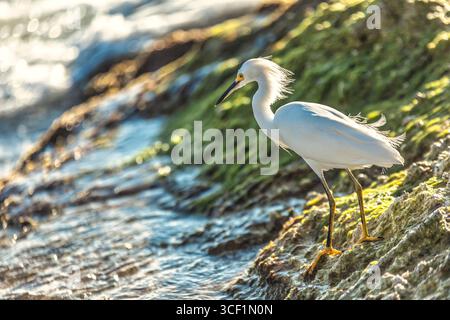 Aigrette enneigée aux plumes volantes perchée gracieusement sur des rochers couverts d'algues, observant le paysage côtier au bord de la mer Banque D'Images