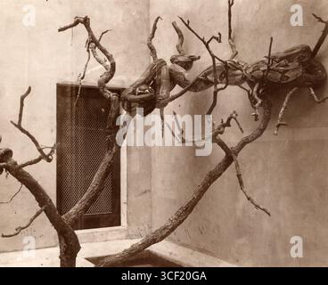 La maison des reptiles du zoo Artis, Amsterdam, 1911, avec une collection de serpents. Les serpents sont logés dans un environnement contrôlé pour être vus par le public. Banque D'Images