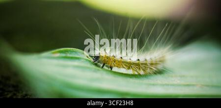 Macro gros plan d'une chenille jaune floue sur une feuille verte. Banque D'Images