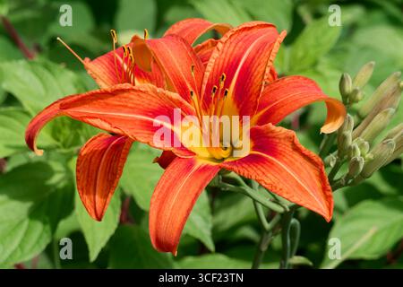 Hemerocallis fulva, la fleur de lis orangé est une espèce de lis diurne originaire d'Asie. Lis de jour, chaque fleur ne dure qu'un jour. Banque D'Images