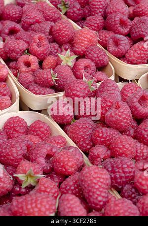 Beaucoup de paniers de framboises mûres sur le comptoir du marché d'un agriculteur, gros plan, fond de nourriture Banque D'Images