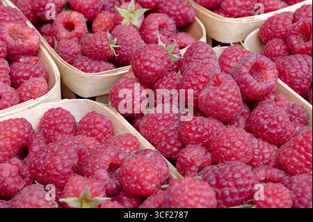 Beaucoup de paniers de framboises mûres sur le comptoir du marché d'un agriculteur, gros plan, fond de nourriture Banque D'Images