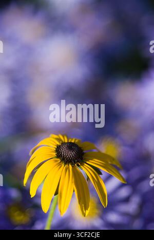 RUDBECKIA DEAMII, ASTER AMELLUS KING GEORGE Banque D'Images
