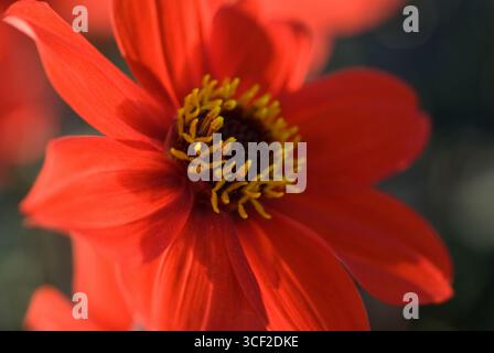 DAHLIA ÉVÊQUE DE LLANDRAFF Banque D'Images