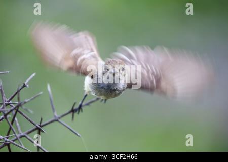 le finch de Darwin perché sur une branche des îles Galápagos, en Équateur. Banque D'Images