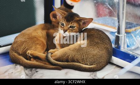 Deux chatons abyssiniens se reposant dans leur cage Banque D'Images