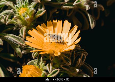 Gros plan de Fly reposant sur Yellow Wildflower au soleil Banque D'Images