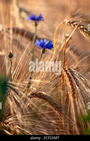 Bleuet (Centaurea cyanus) dans un champ avec de l'orge en graine, champ d'orge (Hordeum vulgare) Banque D'Images
