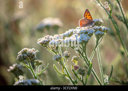 Petit papillon de feu (Lycaena phlaeas) sur la flèche commune (Achillea millefolium) Banque D'Images