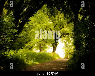 Chemin forestier au printemps, contre-jour Banque D'Images