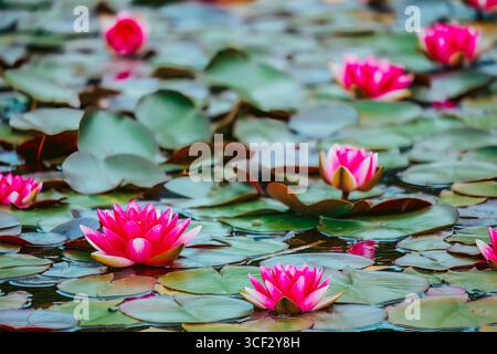 Nénuphars roses flottant sur des feuilles vertes dans un étang calme, Bornholm. Scène florale estivale avec des fleurs ressemblant à un lotus et un reflet naturel. Banque D'Images
