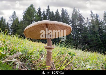 Gros plan détaillé de la face inférieure du Macrolepiota procera (champignon parasol), montrant les branchies, la tige centrale avec anneau mobile et la texture de la coiffe. Trouvé sauvage dans une clairière herbeuse à Monte Agudo, dans les Dolomites près d'Auronzo di Cadore, province de Belluno, Vénétie, Italie Banque D'Images