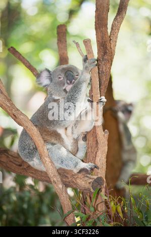 Koala (Phascolarctos Cinereous) dormir sur un arbre, Lone Pine Koala Sanctuary, Brisbane, Queensland, Australie Banque D'Images
