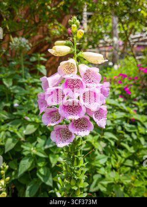 Gant rouge fleuri (Digitalis pupurea), Merano, Tyrol du Sud, Italie, Europe Banque D'Images