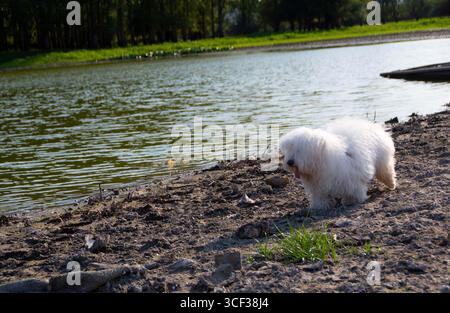 Un coton de Tulear blanc moelleux debout sur une colline herbeuse sous un ciel bleu clair. Mignon petit chien en plein air appréciant la nature. Banque D'Images