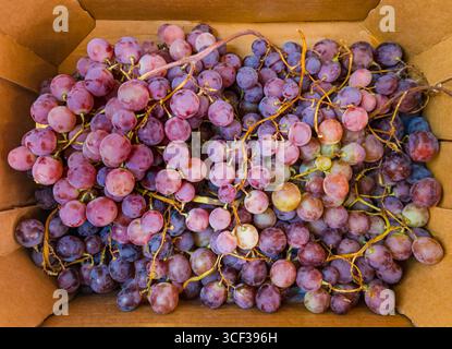 Grappes de raisins rouges mûrs vus d'en haut dans une boîte en carton Banque D'Images