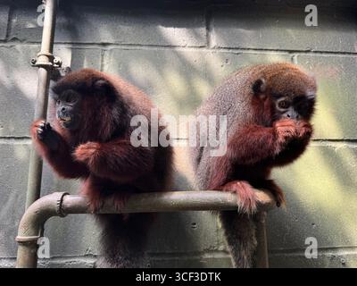Une paire collée de singes titi cuivrés mangeant des noix au zoo de Londres Banque D'Images