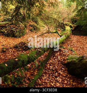 Scène d'automne avec un arbre tombé couvert de mousse et d'épiphytes couché en diagonale à travers le cadre. Le sol est recouvert de feuilles dorées tandis que la lumière diffuse du soleil ajoute une lueur chaude à la scène tranquille. Banque D'Images