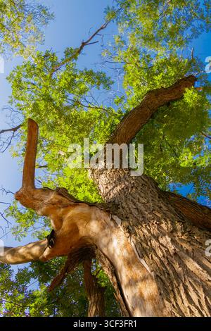 Regardant un arbre majestueux dans un parc tranquille, de vastes branches s'étendent haut vers un ciel sans nuages, tandis que la lumière du soleil filtre à travers un feuillage luxuriant Banque D'Images