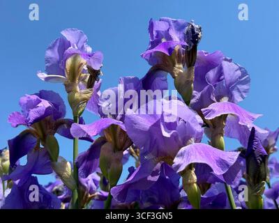 L'iris violet violet fleurit contre le ciel bleu. Banque D'Images