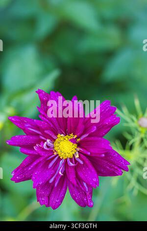 Cosmea, le panier à feuilles pennées (Cosmos bipinnatus) avec fleur Banque D'Images
