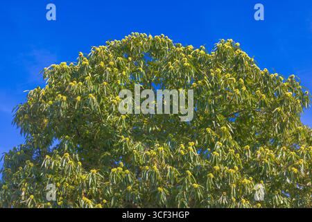 Châtaignier commun (Aesculus hippocastanum) contre ciel bleu Banque D'Images