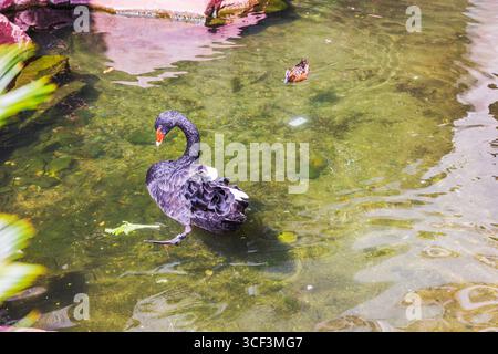Vue rapprochée du cygne noir nageant dans l'eau claire de l'étang avec des reflets naturels. Las Vegas. ÉTATS-UNIS. Banque D'Images