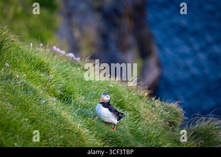 Vue d'oiseau macareux près de la cascade Mulafossur dans le petit village de Gasadalur. Île de Vagar, Îles Féroé, Danemark, Europe. Banque D'Images