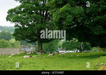 Sentier entre Cashel Castle et Hore Abbey, Cashel, province de Leinster, comté de Tipperary, Irlande Banque D'Images