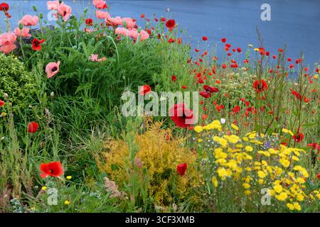 Parterres de fleurs le long du sentier entre le château de Cashel et l'abbaye de Hore, Cashel, province de Leinster, comté de Tipperary, Irlande Banque D'Images