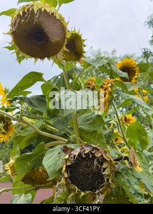 De grands tournesols en fleurs et déclinent sous un ciel nuageux d'été dans un jardin de lotissement : Phillip Roberts Banque D'Images