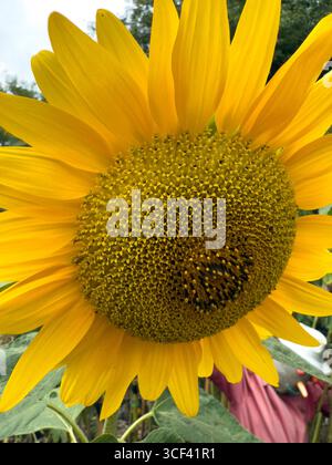 De grands tournesols en fleurs et déclinent sous un ciel nuageux d'été dans un jardin de lotissement : Phillip Roberts Banque D'Images