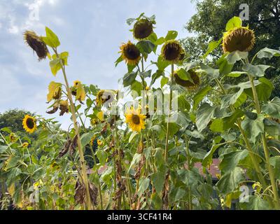 De grands tournesols en fleurs et déclinent sous un ciel nuageux d'été dans un jardin de lotissement : Phillip Roberts Banque D'Images