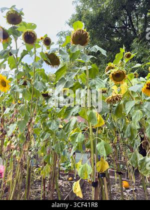 De grands tournesols en fleurs et déclinent sous un ciel nuageux d'été dans un jardin de lotissement : Phillip Roberts Banque D'Images