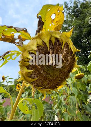 De grands tournesols en fleurs et déclinent sous un ciel nuageux d'été dans un jardin de lotissement : Phillip Roberts Banque D'Images