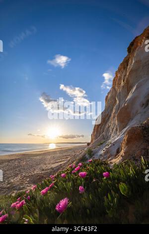 Falaises sur l'océan Atlantique, coucher de soleil chaud dans un paysage avec des fleurs violettes, Carpobrotus acinaciformis, falaises rouges avec des formations à couper le souffle sur la plage de Praia da Falesia, Algarve, Portugal Banque D'Images