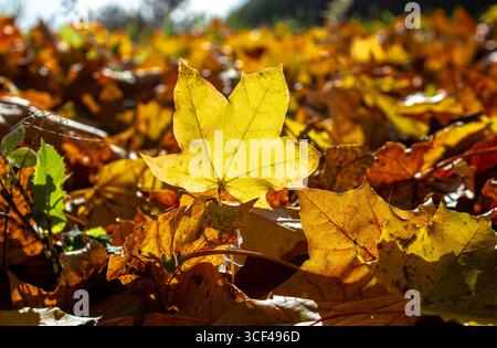 Gros plan tombé sec feuilles jaunes couvertes de sol. Parc d'automne avec des feuilles tombées. Chaude journée d'automne. Banque D'Images