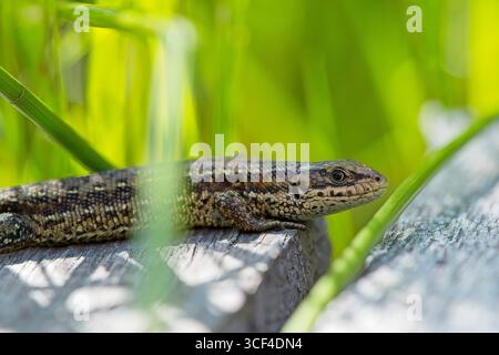 Lézard forestier, Zootoca vivipara, Lacerta vivipara, lézard des montagnes, lézard des tourbières Banque D'Images