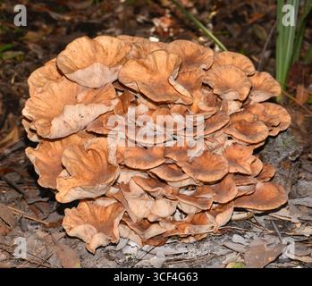 Blue Springs, Floride le 14/11/24. Passé premier, cluster ancien. À la base de Live Oak Tree. Noter le changement de genre par rapport à Armillaria comme dans Honey Mushroom (2022). Banque D'Images