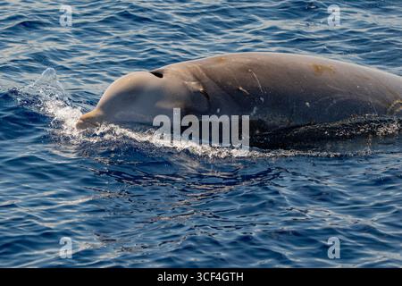 parasite du pennella sur une baleine à bec cuvier cavirostris ziphius respirant à la surface de la mer Banque D'Images