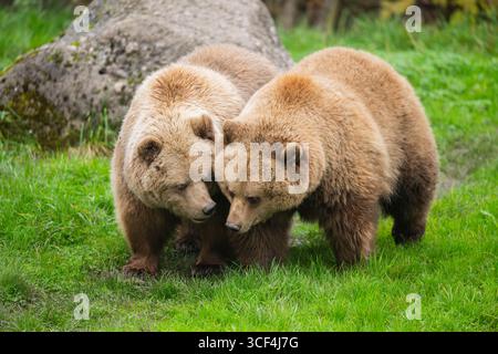 Ours bruns eurasiens (Ursus arctos arctos) marchant sur une prairie, Bavière, Allemagne, Europe Banque D'Images